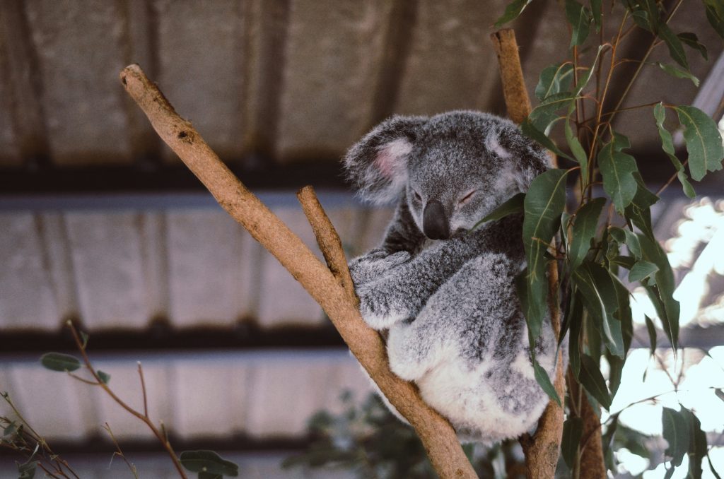 Galería de Australia